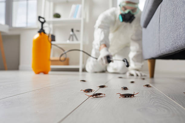 Commercial Rodent Management in Barberton